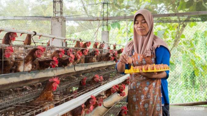 Saham Janu Putra Sejahtera (AYAM) Masuk Radar UMA, Ini Penyebabnya