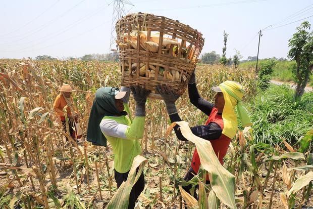 Pegiat Lingkungan: Biofuel Terbatas Lebih Tepat untuk Pesawat dan Kapal